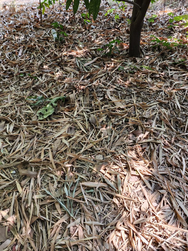 Dry bamboo leaves on the floor.