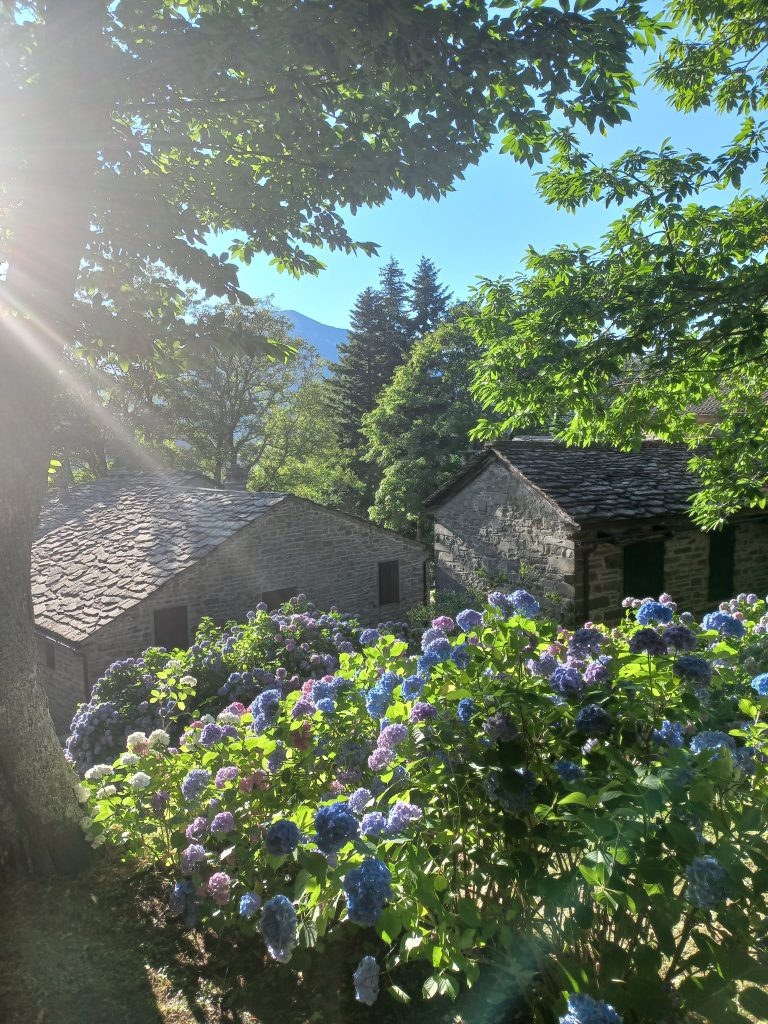 Sunlight filters through the foliage of trees in Italy, shining onto a lush garden of blooming hydrangeas in front of traditional stone houses with slate roofs, with mountains partially visible in the background.