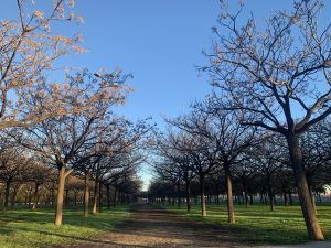 A row of leafless trees in the winter. From Miraflores Park, Sevilla, Spain.
