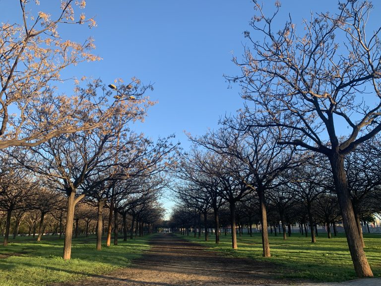 A row of leafless trees in the winter. From Miraflores Park, Sevilla, Spain.