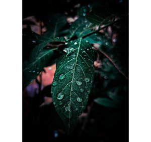 A natural dark green colored leaf with water droplets