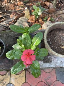 A bright pink 5-petaled flower with green leaves, Catharanthus roseus, commonly known as bright eyes. 
