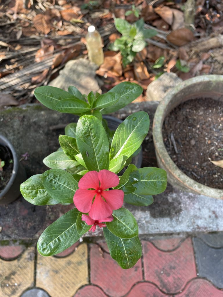 A bright pink 5-petaled flower with green leaves, Catharanthus roseus, commonly known as bright eyes.