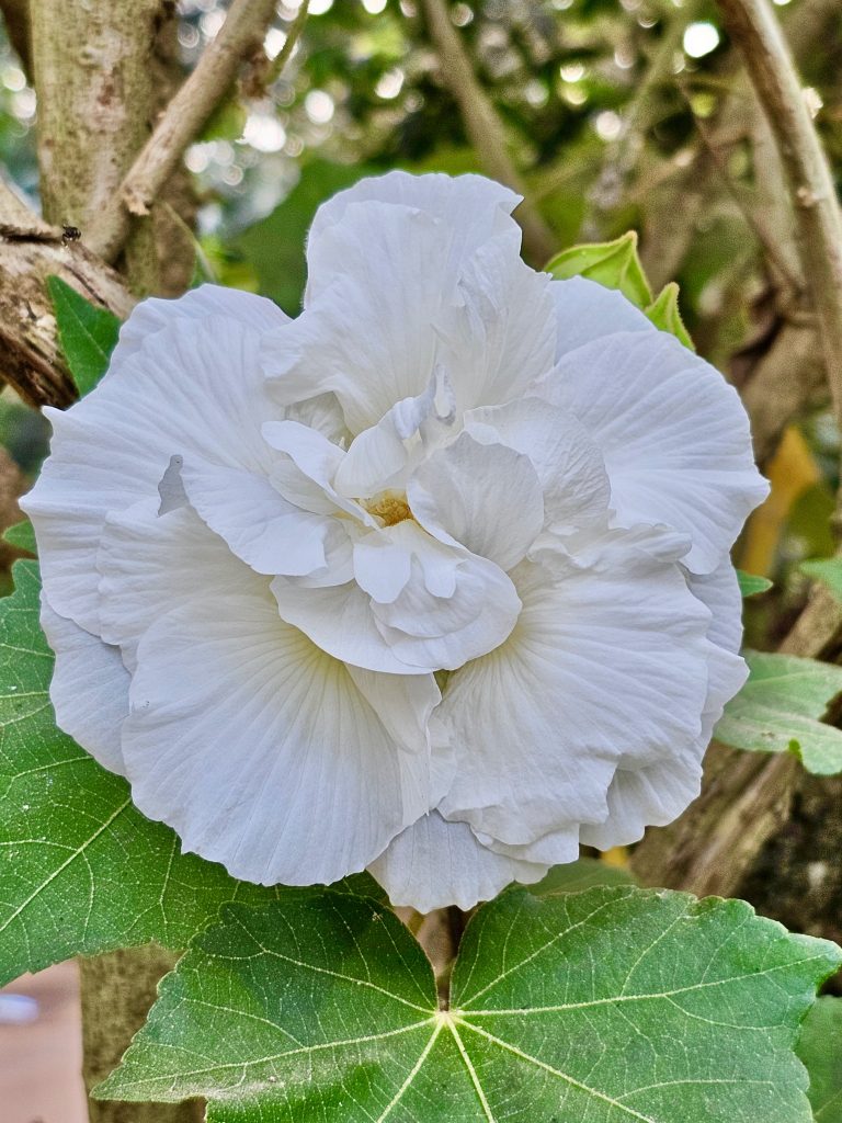 A milky white Hibiscus mutabilis flower. It is commonly known as the Confederate rose, Dixie rosemallow, cotton rose or cotton rosemallow. From Perumanna, Kozhikode, Kerala.