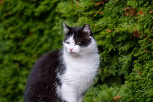 Black and white cat pictured in front of greenery.