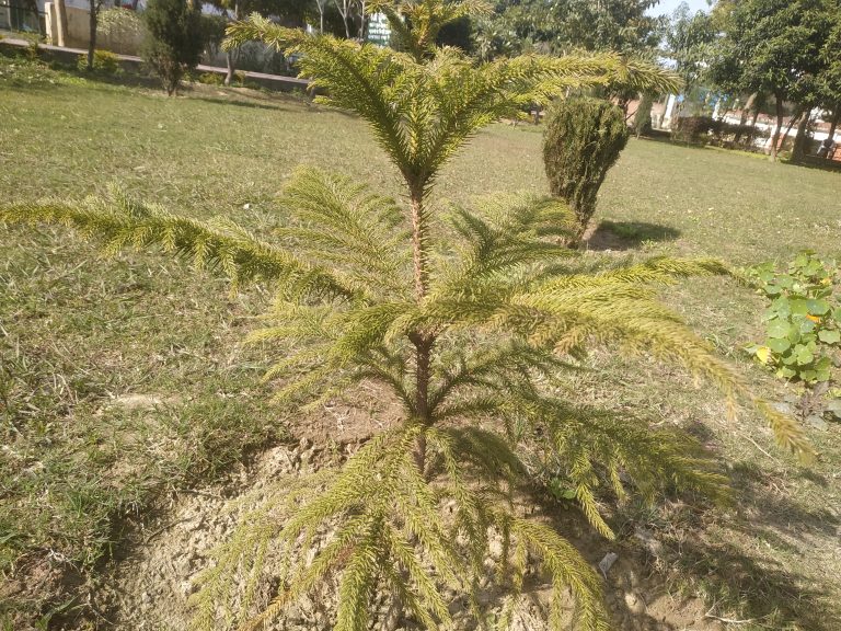 Indian Christmas tree grows on grass, beside a Nasturtium plant in the centre of a tree edged garden on a sunny day. Buildings can be partially seen in the far distance.