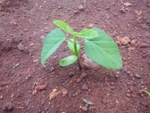 Emerging Life: A tender soybean seedling reaches for the sun, symbolizing the promise of a new harvest.