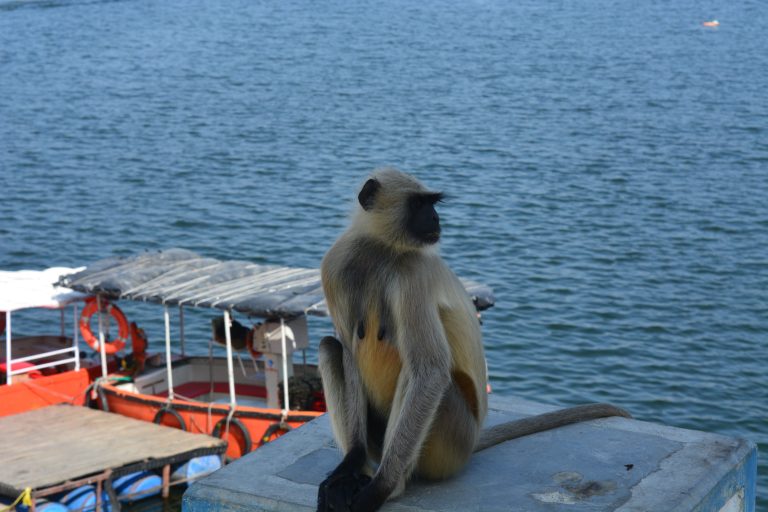 Monkey near a boat in lake Jaisamand