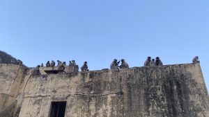 Monkeys sitting on old wall
