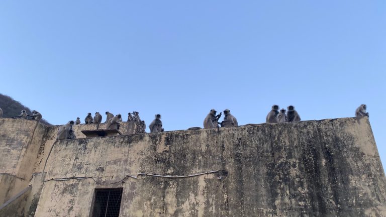 Monkeys sitting on old wall