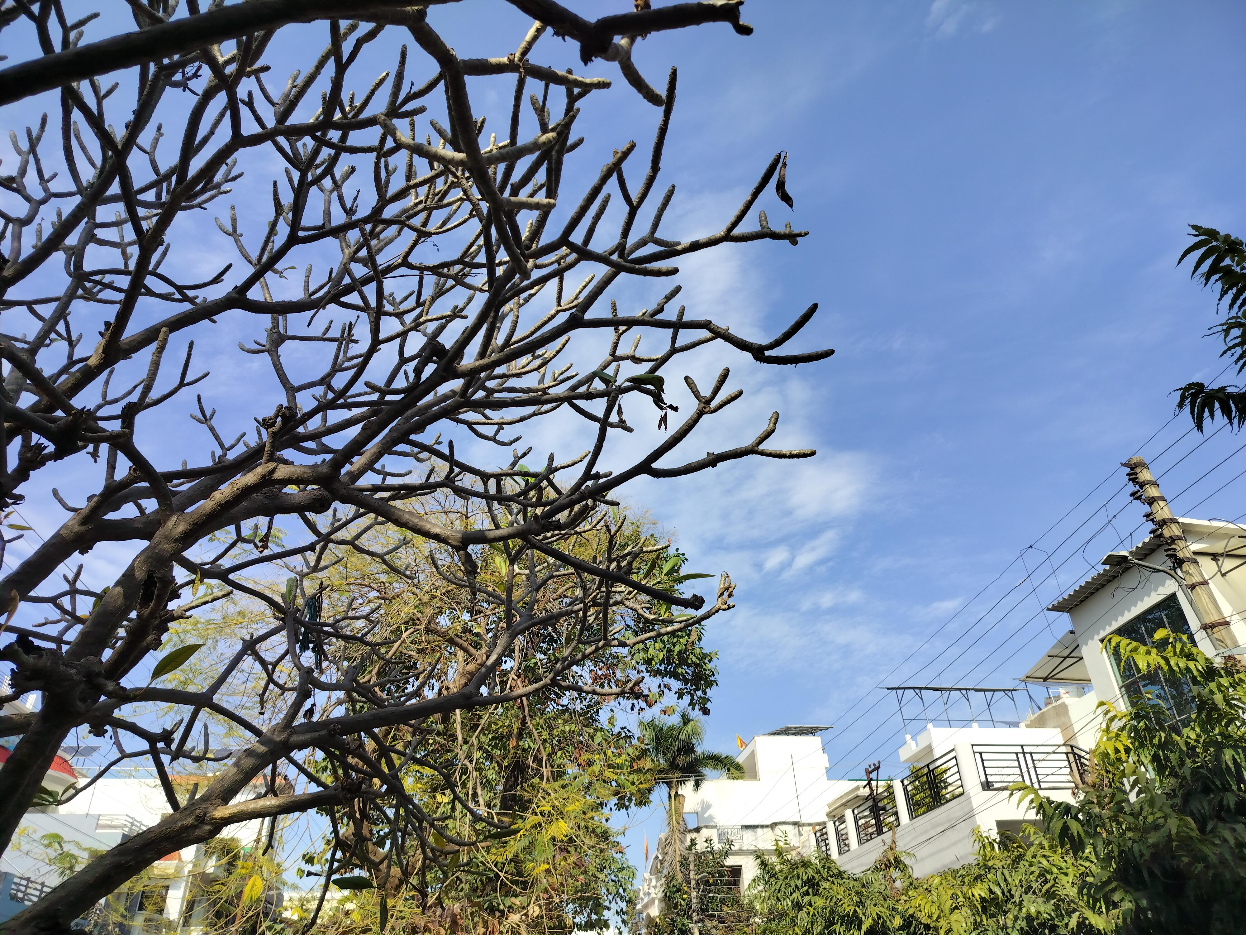 Trees and buildings with power lines and a bright blue sky