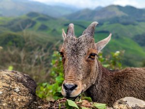 A tahr, a wild goat-like animal, standing on a rocky mountain ledge, with a majestic view in the background.