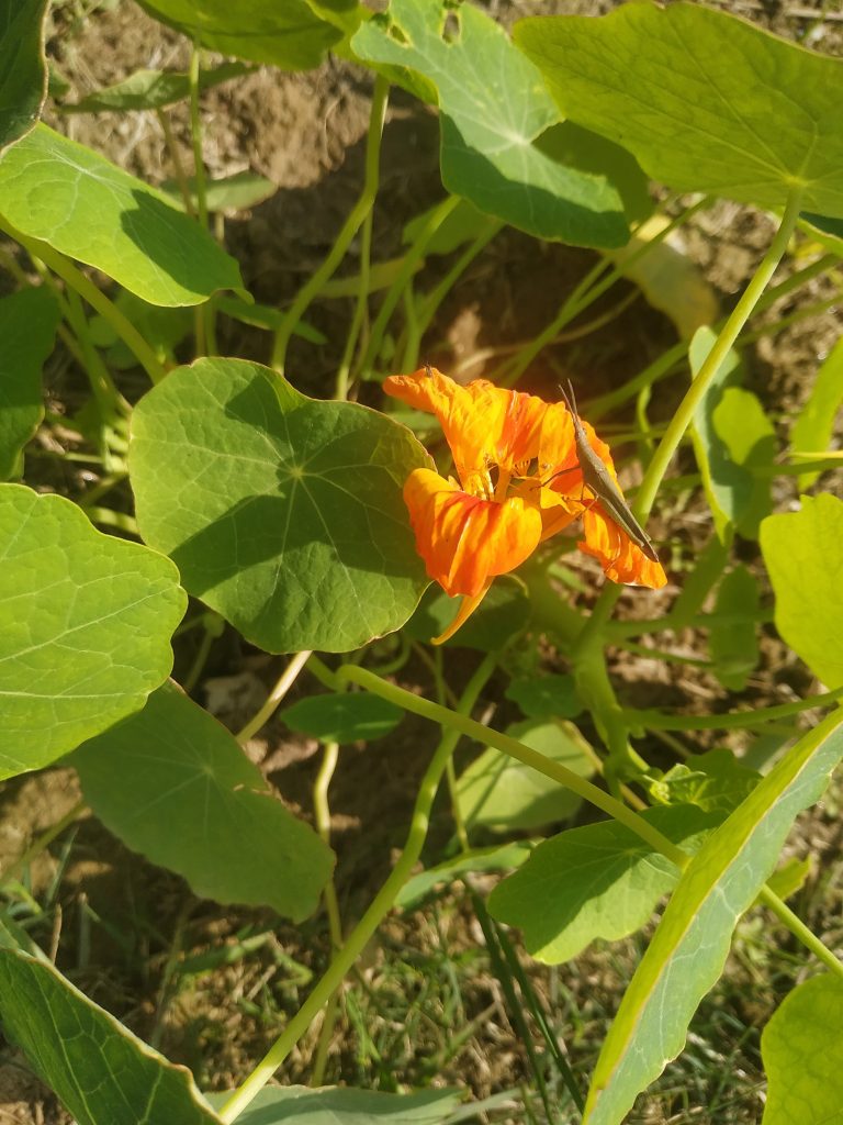 An insect sits on an orange flower surrounded by green leaves.