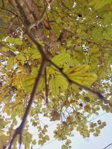 A view looking up at the leaves of a tree through branches. The sunlight makes them look bright and almost translucent.