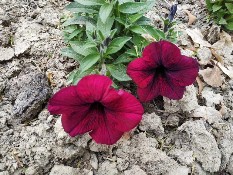 Two vibrant dark red petunias with pronounced veins growing from cracked, dry soil, surrounded by green foliage and some dry leaves.