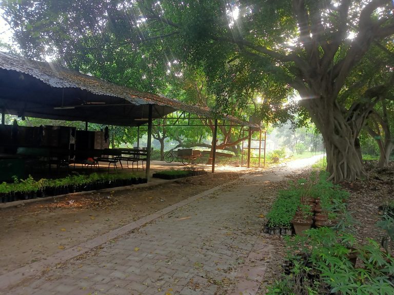 A pavilion with wooden benches beside a forest path