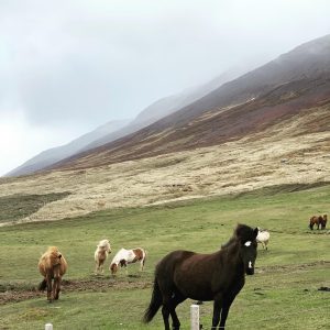 A peaceful scene with many horses grazing in a lush green field.
