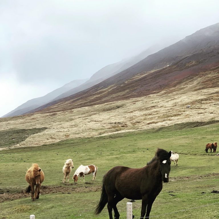 A peaceful scene with many horses grazing in a lush green field.