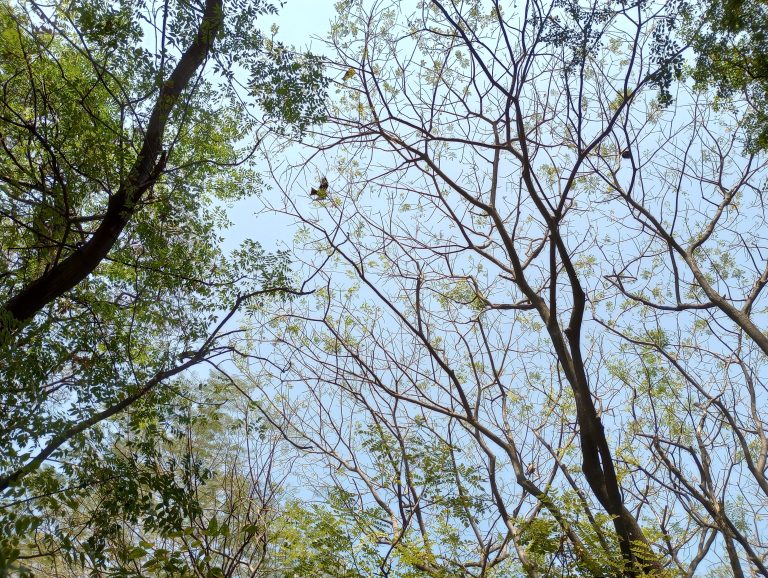 Tall trees reaching the blue sky. A lone bird flies above.