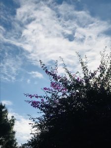 plant and cloudy blue sky. 