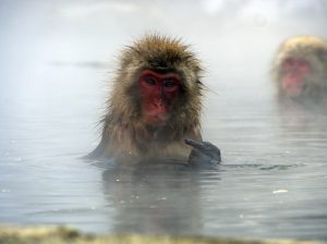 A snow monkey looks at the camera inquisitively 
