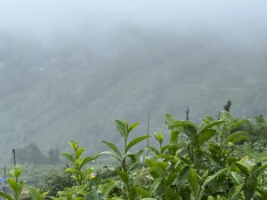 A rainy day with cloudy skies over plants with mountains in the background
