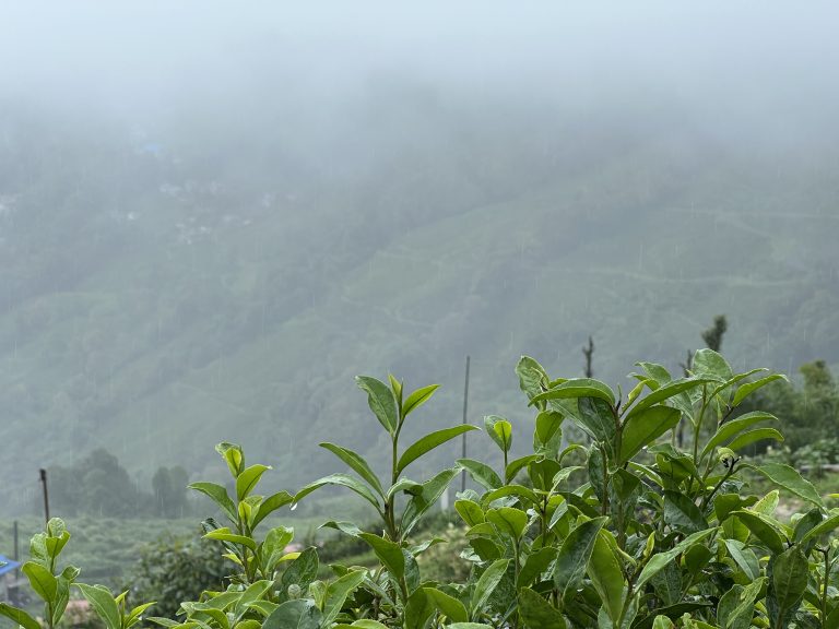 A rainy day with cloudy skies over plants with mountains in the background