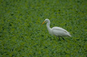  An Intermediate egret is seen walking in the bushes on a lake.