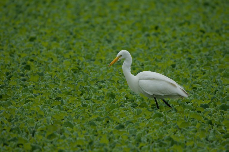 An Intermediate egret is seen walking in the bushes on a lake.