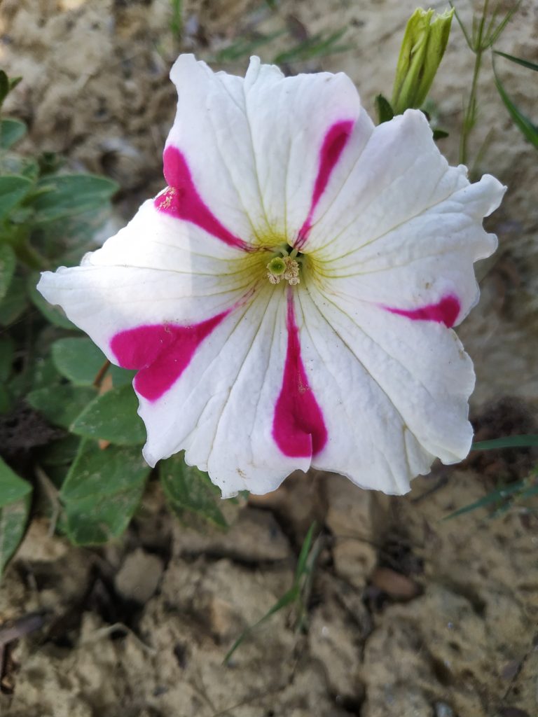 Pink and white flower