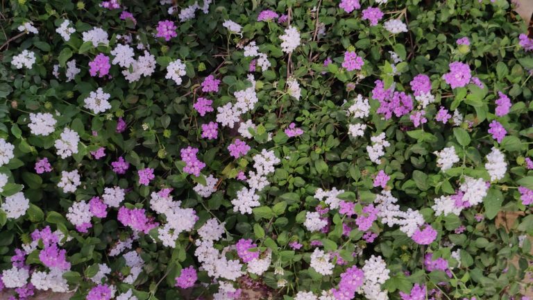 Purple and White Lantana sellowiana flowers