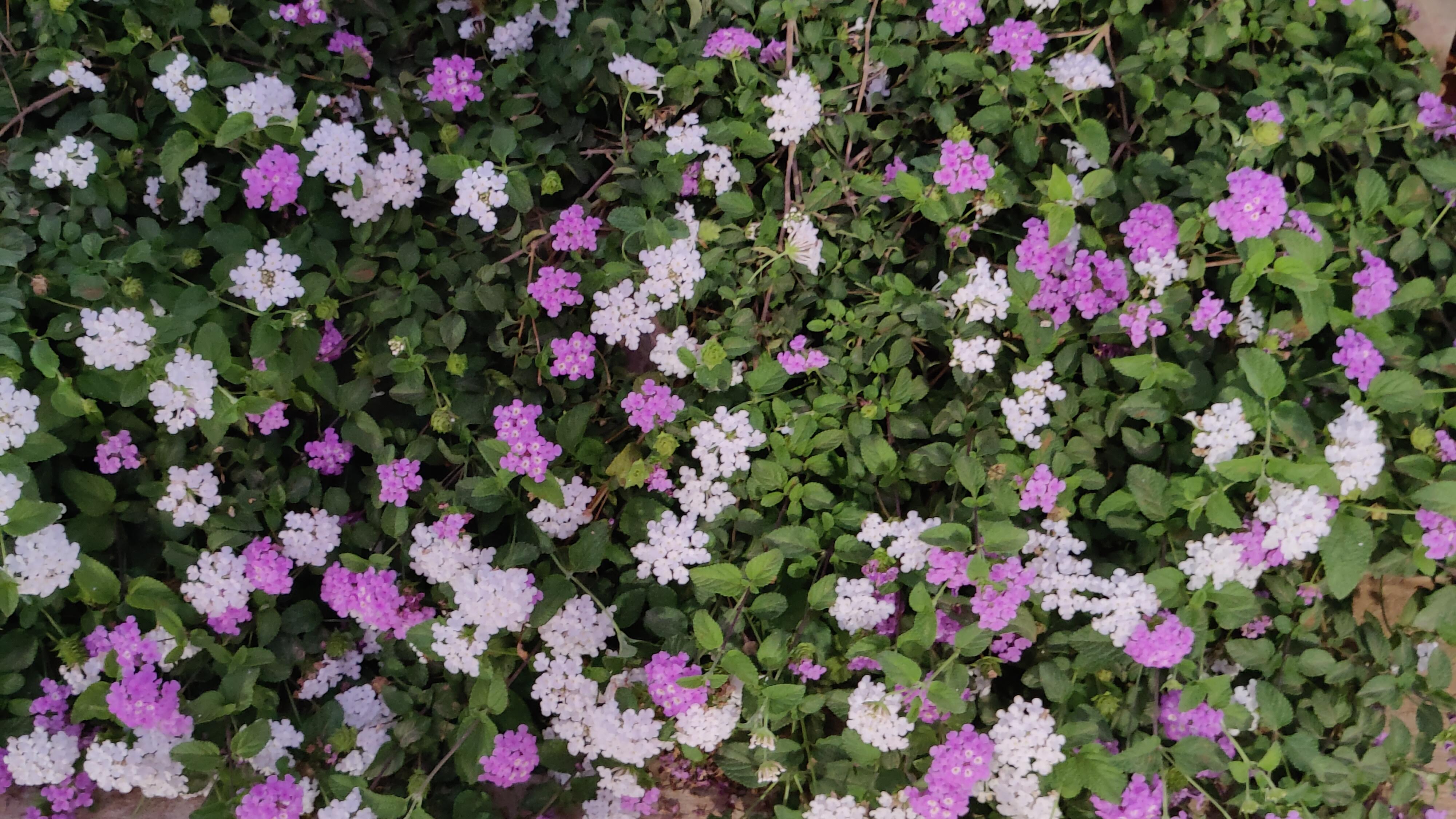 Purple and White Lantana sellowiana flowers