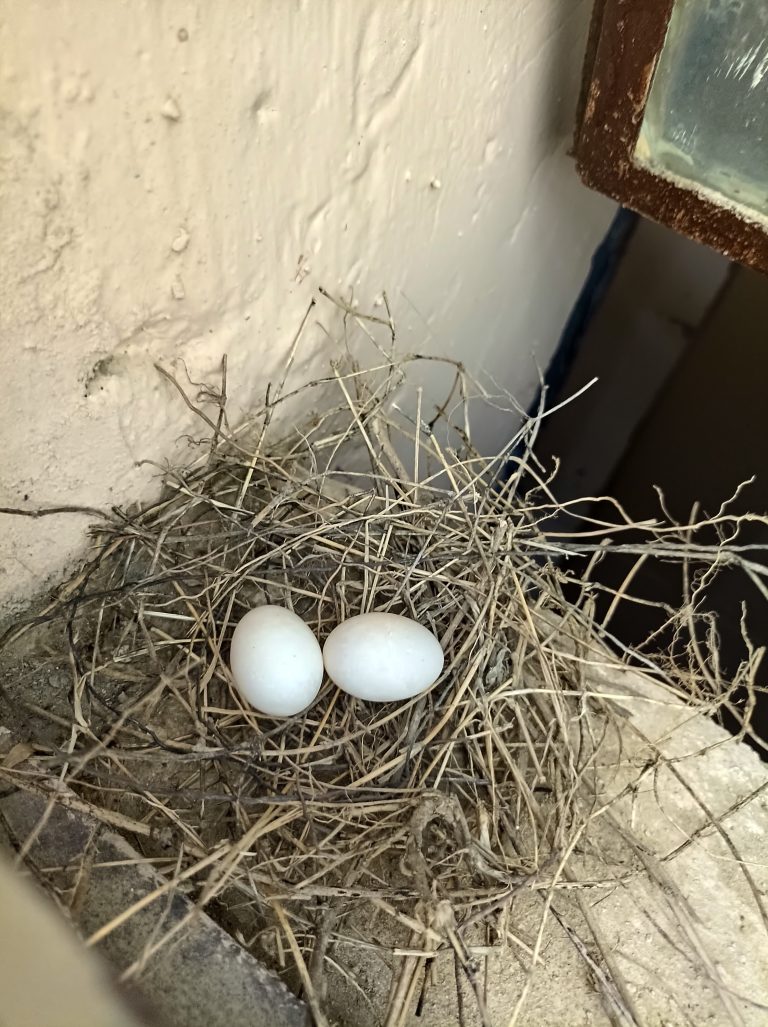 Two pure white shelled eggs lie on a sparse nest of dried grass against a painted wall and partial paint flaked window.