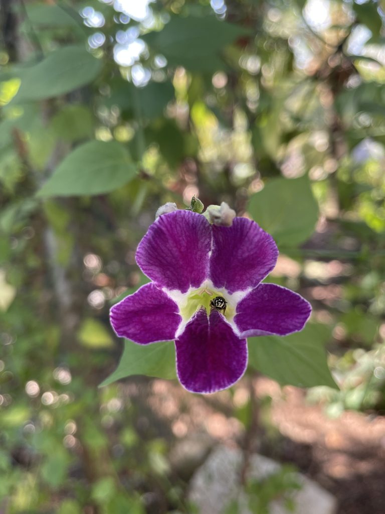 Bee inside violet flower.