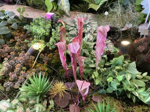 Sarracenia Purpurea plant with some other green plants and lights in a Aquarium
