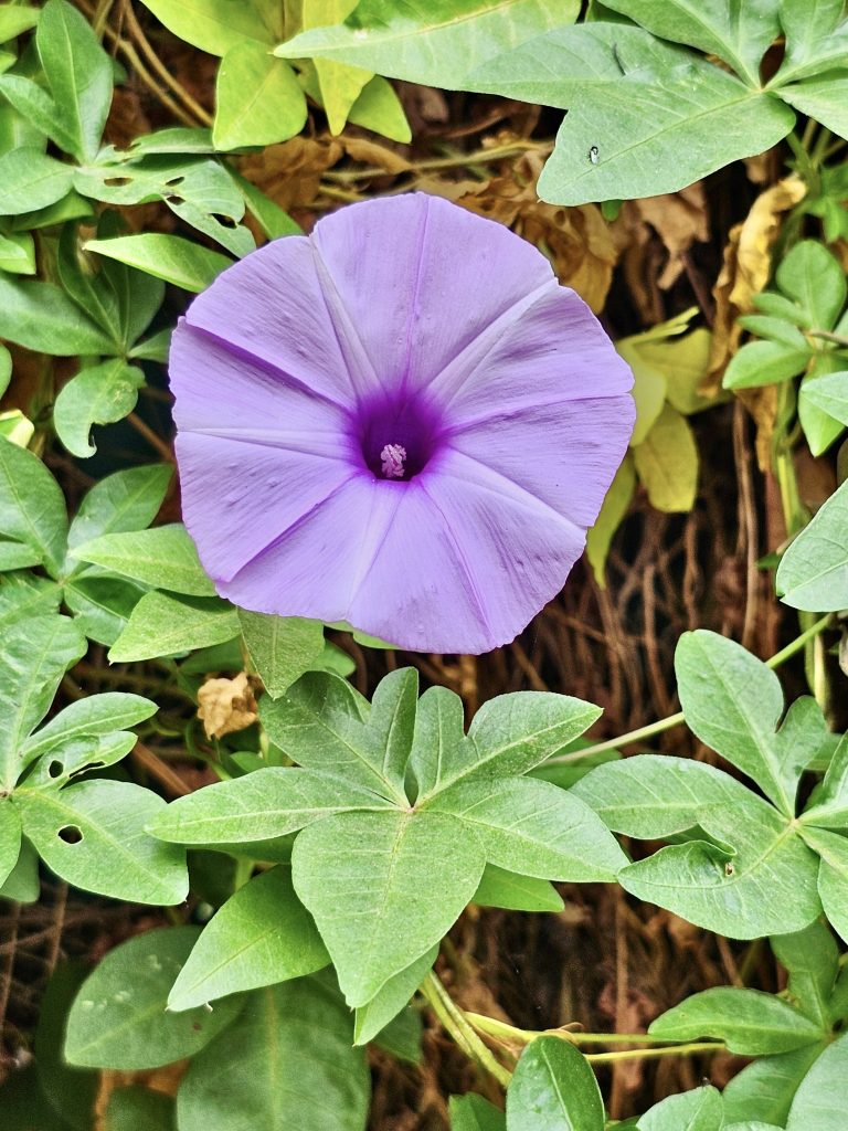 An Ipomoea Cairica flower in Pune, Maharashtra, India. It is commonly known as five-figured morning glory. Some of its other names include mile-a-minute vine, Messina creeper, Cairo morning glory, coast morning glory and railroad creeper.