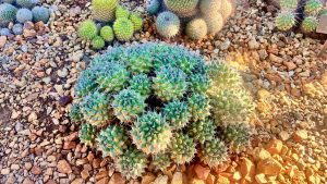 A variety of cacti with different sizes, shapes, and shades of green, growing in a gravel-covered soil basked in sunlight.
