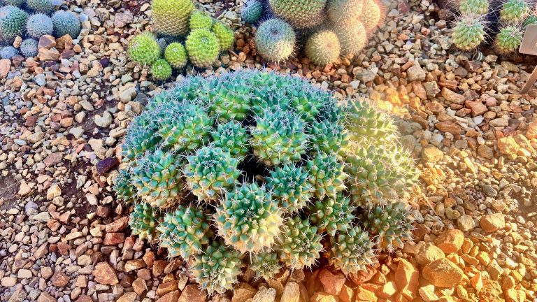 A variety of cacti with different sizes, shapes, and shades of green, growing in a gravel-covered soil basked in sunlight.