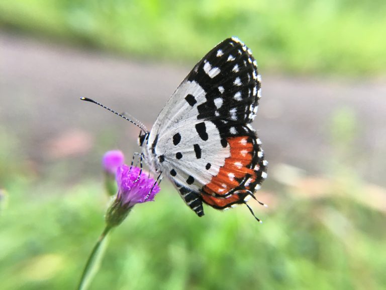 A colorful butterfly sitting on a purple flower with green foliage.