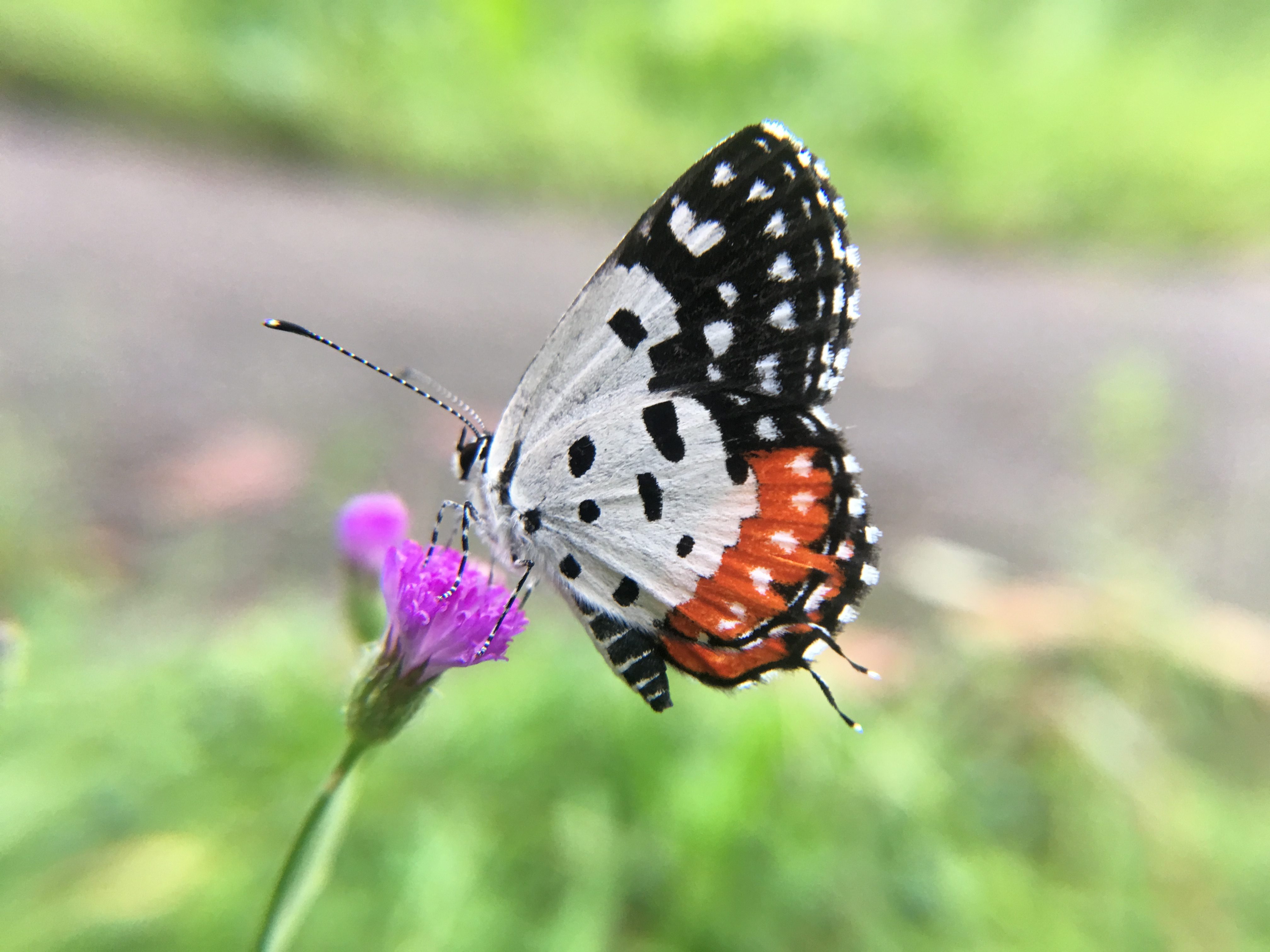 A colorful butterfly sitting on a purple flower with green foliage. 