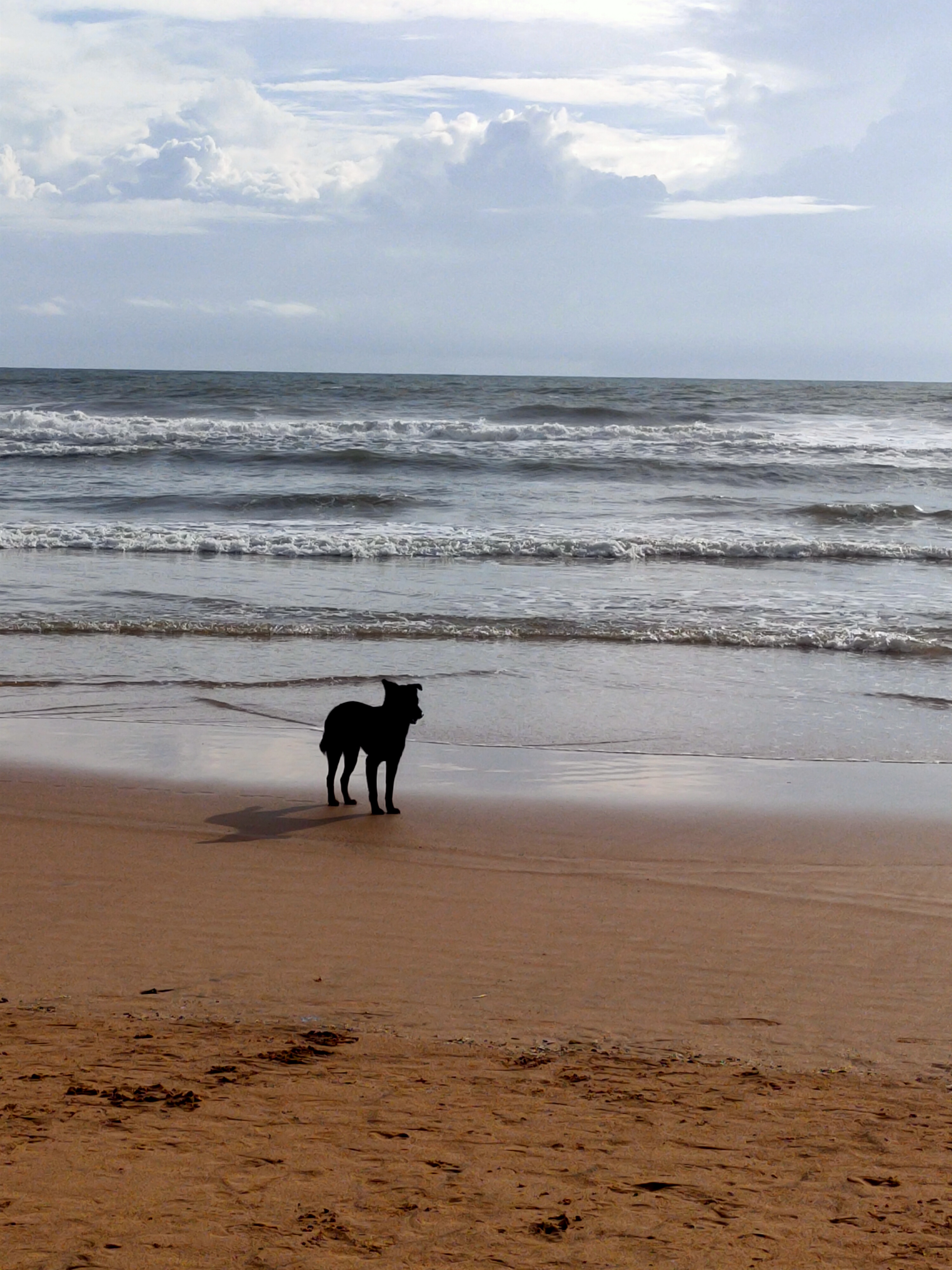 Joyful dog on the beach: A furry friend enjoys the sun and sand, embodying pure happiness in a playful seaside adventure.