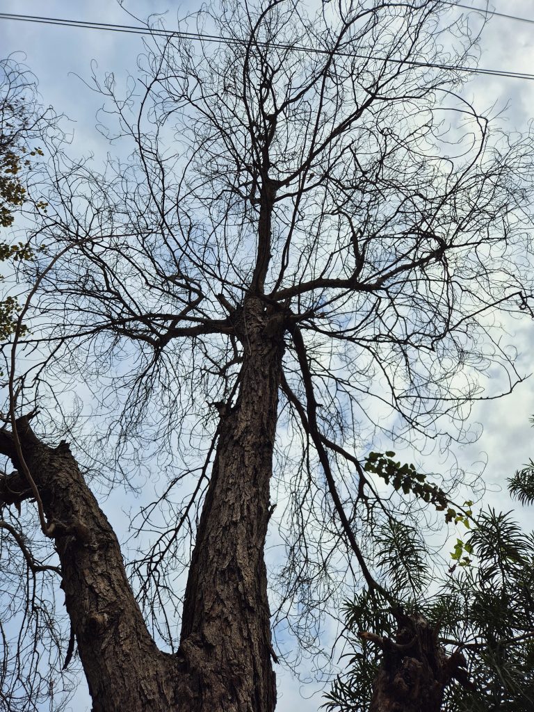 A lone, leafless tree against a cloudy grey sky