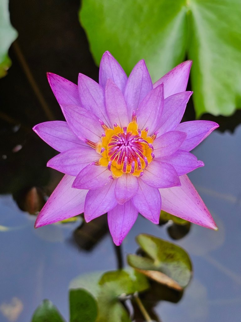 Vibrant purple water lily with yellow center floating on water with green lily pads in the background.