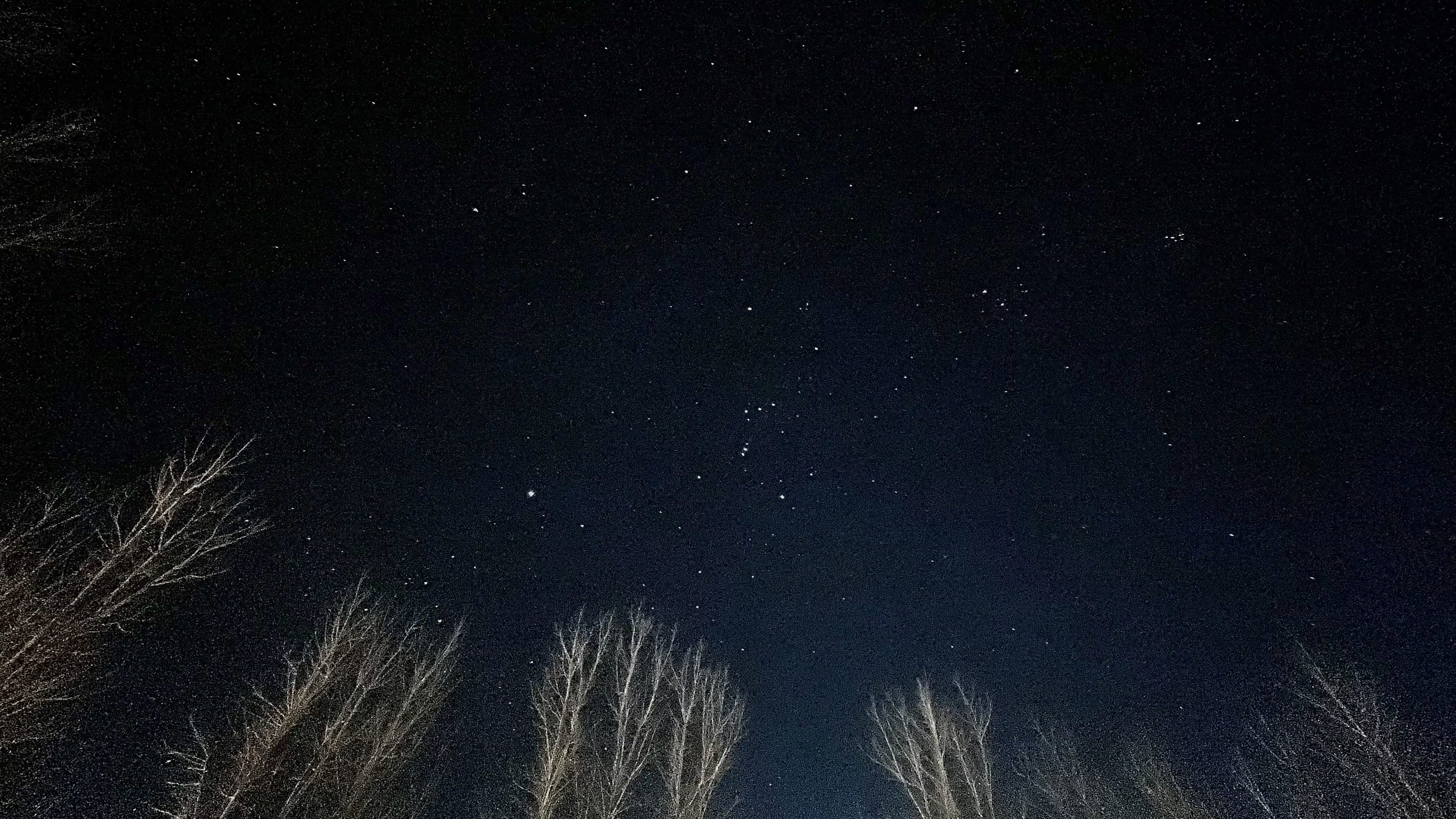 The night sky peppered with stars, as seen from the outskirts of Jaipur, framed by the silhouettes of barren trees.