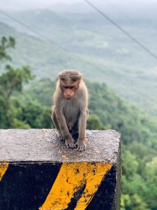 A monkey sitting on a wall with mountains in the background