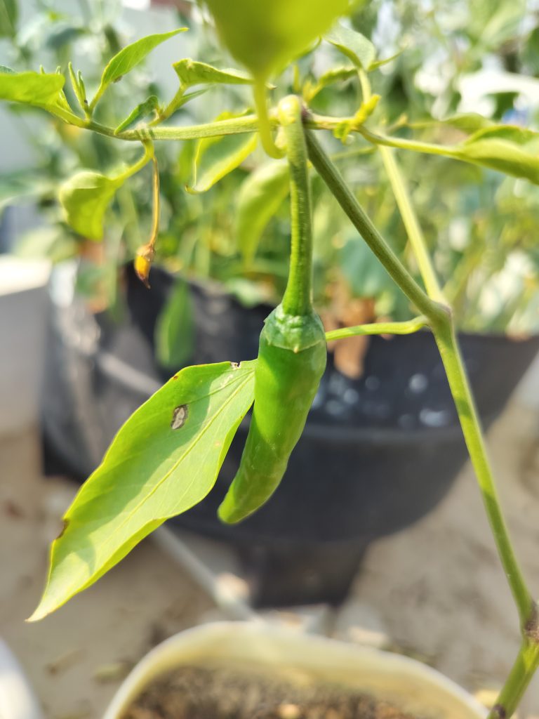 A close-up photo of a green chili pepper growing on a plant with blurred background of potted plants.