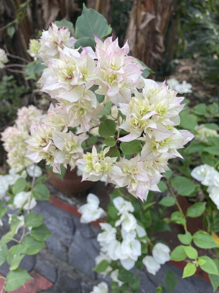 A white variety of bougainvillea with white leaves.