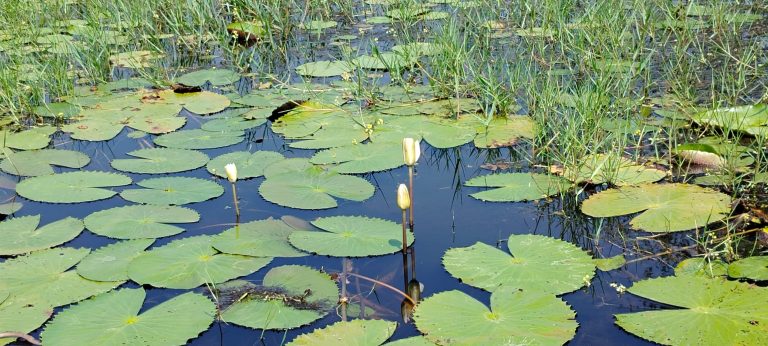 Lotus buds growing in water outside