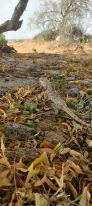 Chamaeleon (Girgit) sitting on leaves under the shades of a tree.