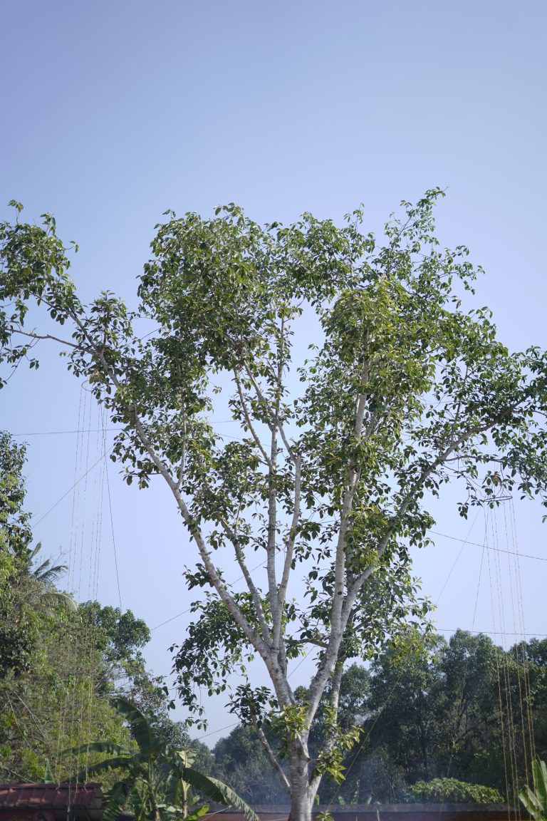 A tree standing tall on a day with clear blue sky.